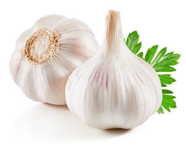 Garlic