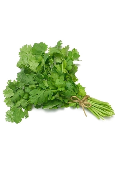 Coriander x1