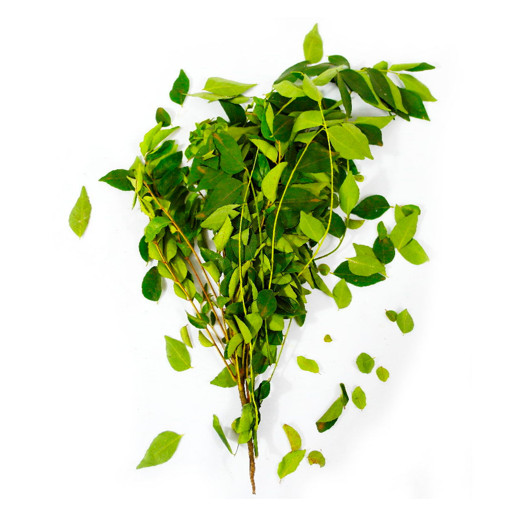 Curry Leaves x1